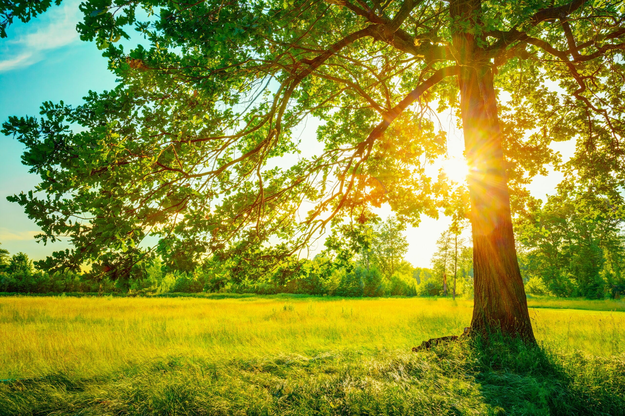 Summer Sunny Forest Trees And Green Grass