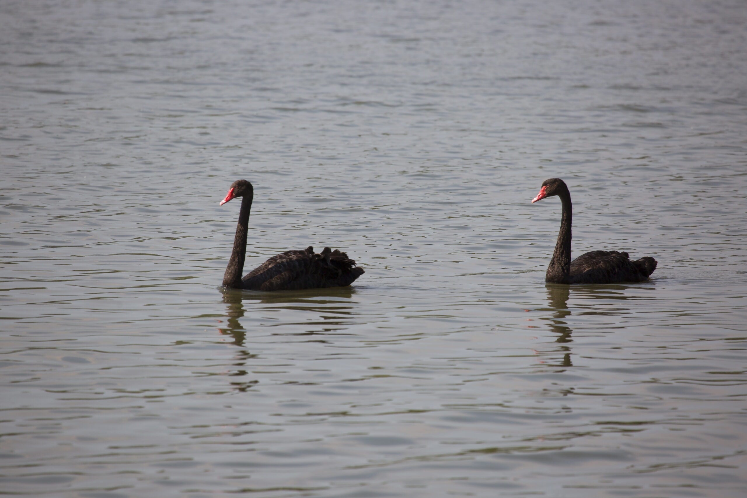 A couple of black swan