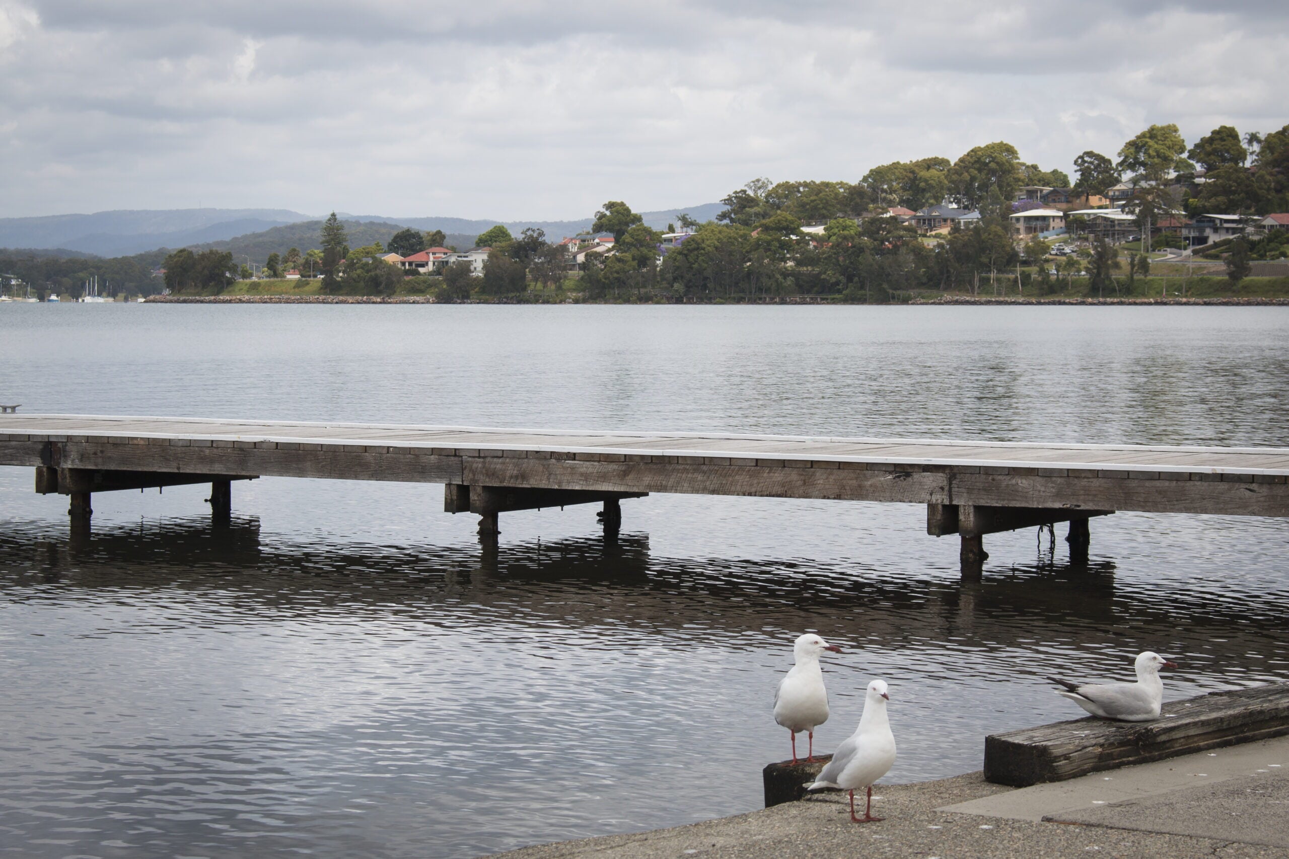 A horizontal view of a wooden pier stretching across a calm lake of Speers Point