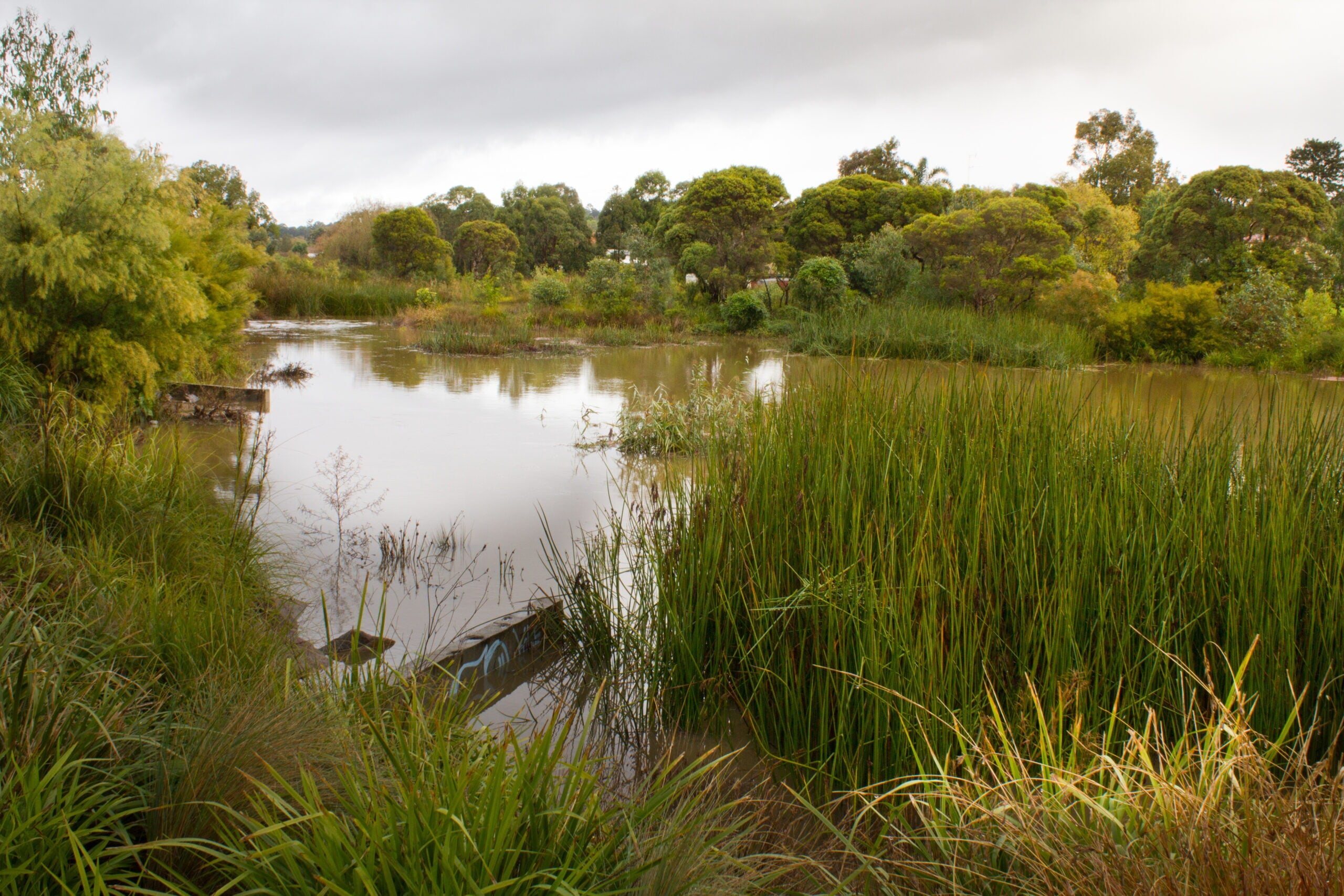 A murky, slow-moving river or wetland area surrounded by dense green reeds and various trees.