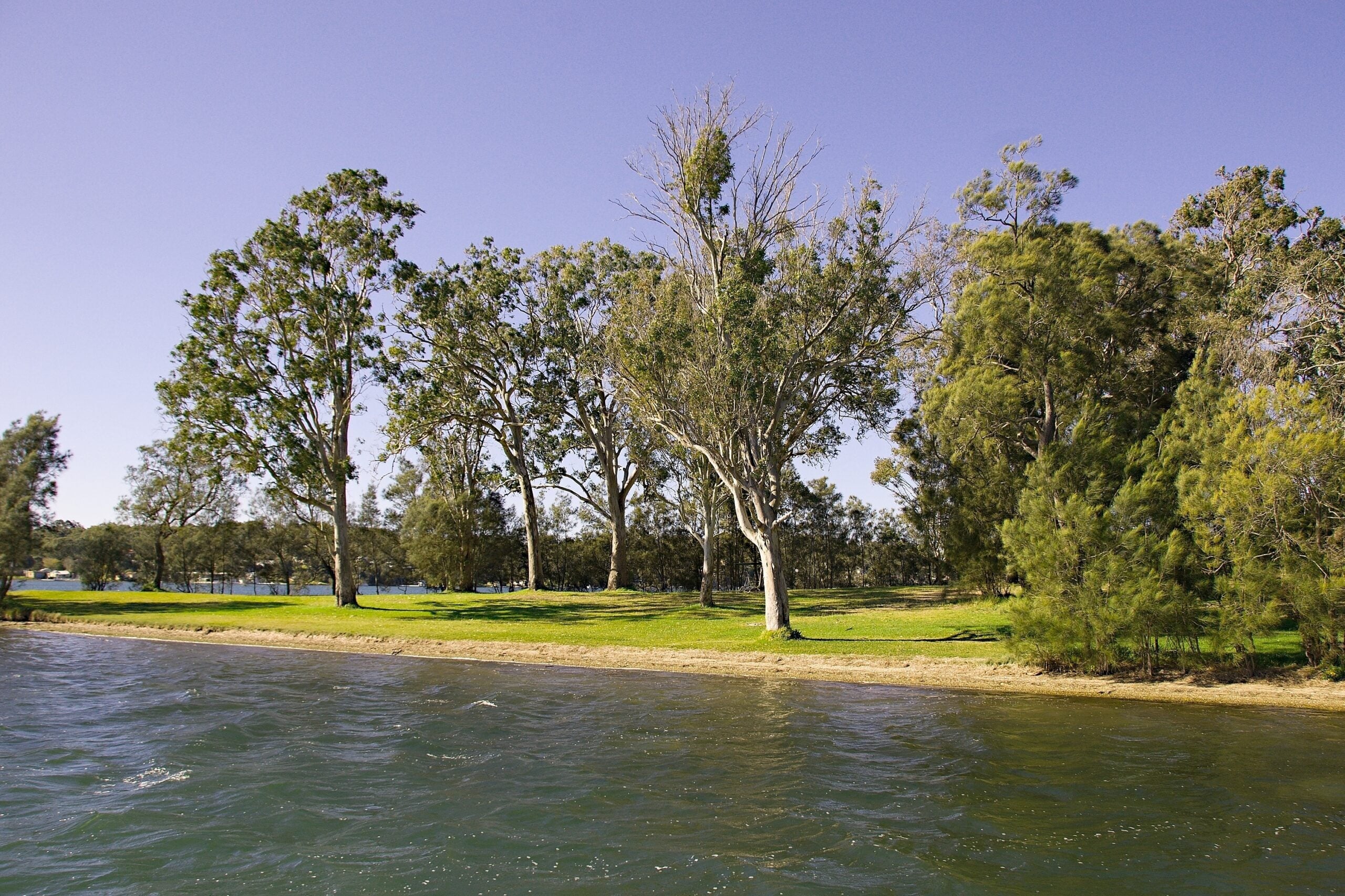 A grassy shoreline lined with tall, slender trees overlooking a body of water with gentle ripples.