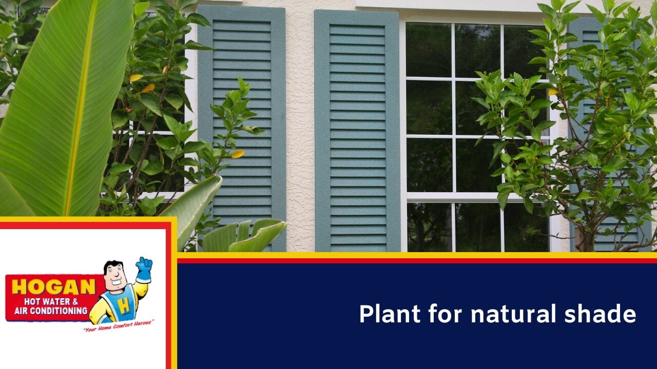Plant for natural shade
