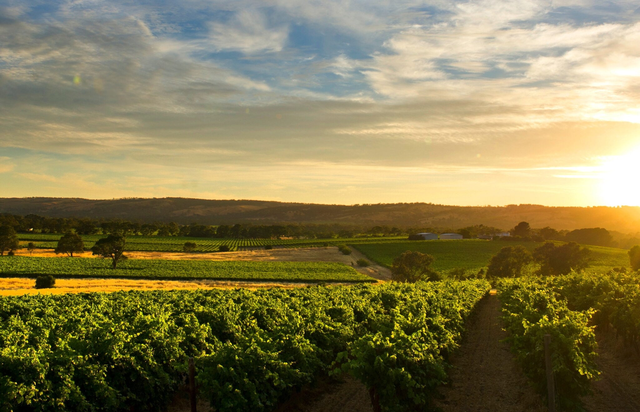 A scenic vineyard with green rows of grapevines at sunset.