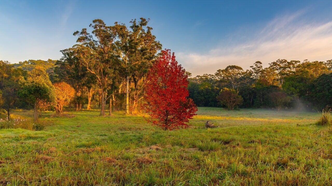 A vibrant red autumn tree standing out in a green grassy field of Erina.