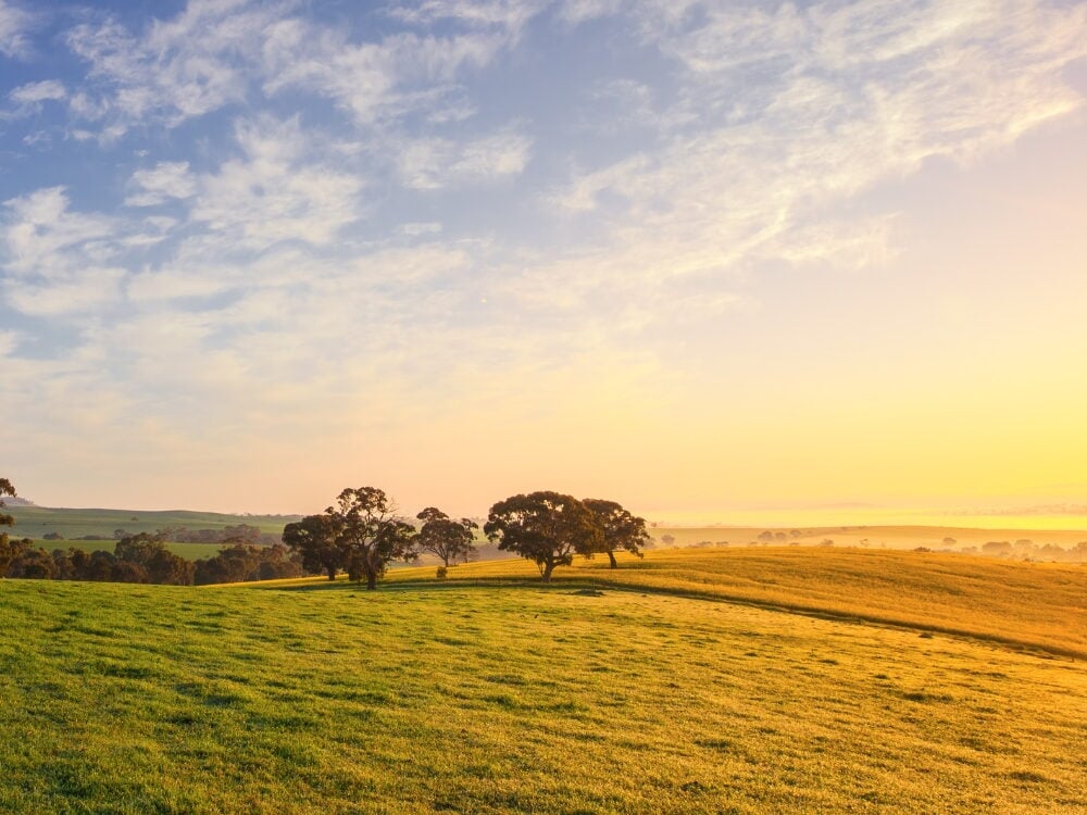A wide-angle landscape view of rolling green and golden fields at sunrise.