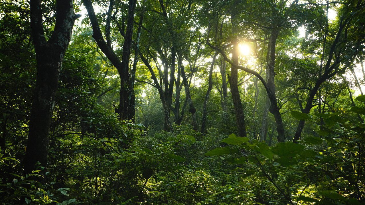 A wide view inside a dense, lush green forest.