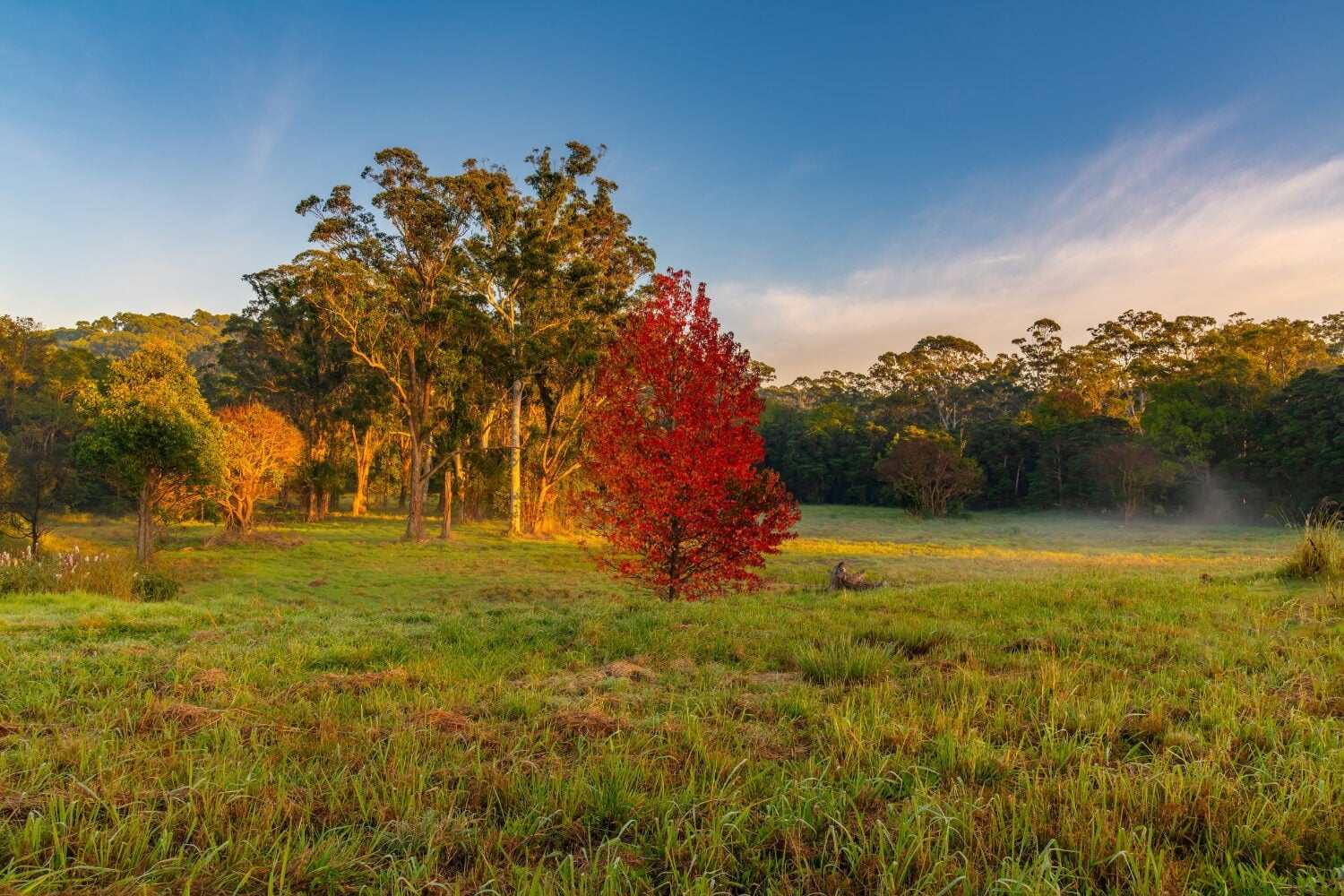 A vibrant red tree stands out among tall green trees in a grassy field, captured during the warm light of sunrise or sunset under a blue sky.