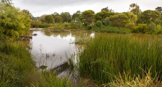 A murky, slow-moving river or wetland area surrounded by dense green reeds and various trees.