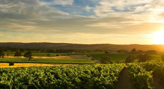 Hot Water Installation and Maintenance Elermore Vale A scenic vineyard with green rows of grapevines at sunset.
