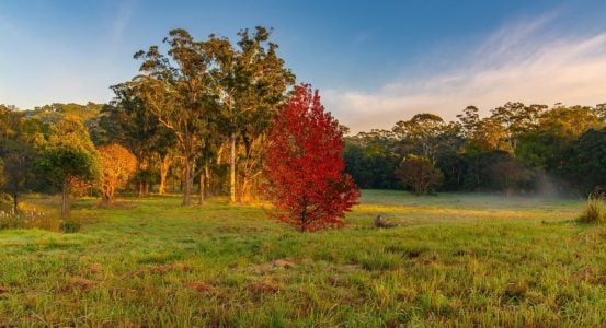 A vibrant red autumn tree standing out in a green grassy field of Erina.