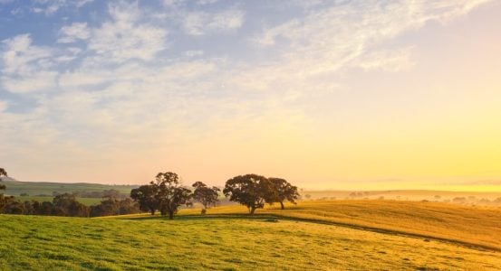A wide-angle landscape view of rolling green and golden fields at sunrise.
