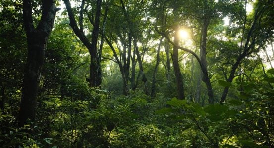 A wide view inside a dense, lush green forest.