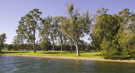 A grassy shoreline lined with tall, slender trees overlooking a body of water with gentle ripples.