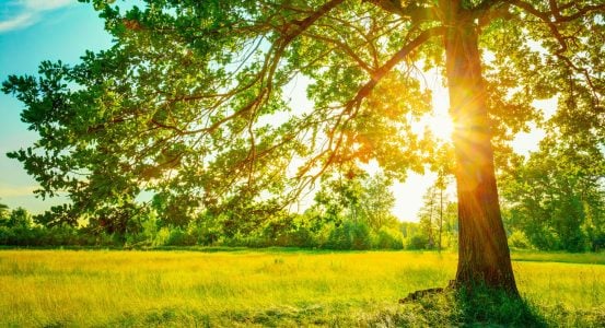 Summer Sunny Forest Trees And Green Grass