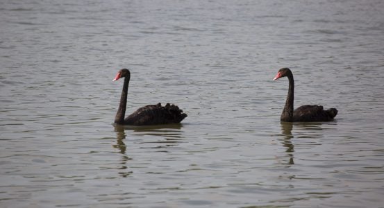 A couple of black swan